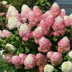 Quick Fire® Hydrangea Tree -Plant Seed Store QyuickFire Hydrangea 3