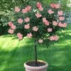 Rainbow Knock Out® Rose Tree -Plant Seed Store Rainbow Knock Out Rose Tree 350 THUMBNAIL FGT
