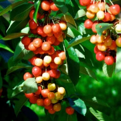 Rainier Cherry Tree -Plant Seed Store Rainier Cherry Tree 2 FGT e7faac33 9005 4201 904b 00d7c27600fd