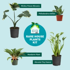Rare House Plant Kit -Plant Seed Store RareHousePlantKitGraphic