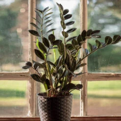 Raven ZZ Plant -Plant Seed Store Raven ZZ 1