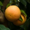 Ray Ruby Grapefruit Tree 1 Ray Ruby Grapefruit Tree -Plant Seed Store Ray Ruby 3 600x600 dcf928f3 a29b 418f 8220 5b20e13dc0cf