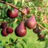 Red Bartlett Pear Tree -Plant Seed Store Red Bartlet Pear BB 600x600 21bb8d09 e20b 4c1c 80fa 90d31e252950