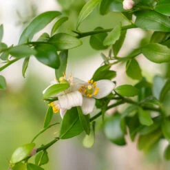 Red Finger Lime Tree 9 Red Finger Lime Tree -Plant Seed Store Red FInger Lime 2 6caf0467 1911 48e7 a9fa babb0a6fffe5