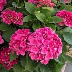 Red N' Pretty® Hydrangea Shrub 7 Red N' Pretty® Hydrangea Shrub -Plant Seed Store Red and Pretty Hydrangea 2