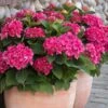 Red N' Pretty® Hydrangea Shrub 2 Red N' Pretty® Hydrangea Shrub -Plant Seed Store Red and Pretty Hydrangea 600x600 9d08c0b6 dc05 4572 a857 ba0df3f30de7