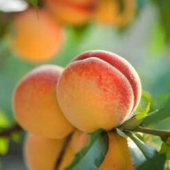 Red Baron Peach Tree -Plant Seed Store Red Baron Peach 5