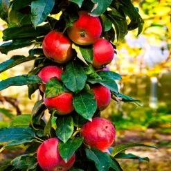 North Pole Columnar Apple Tree -Plant Seed Store Red Columnar Apple 3