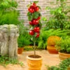 North Pole Columnar Apple Tree -Plant Seed Store Red Columnar Apple FGT 600x600 e47a1048 34b5 4ec4 a667 9e4025eb58f5