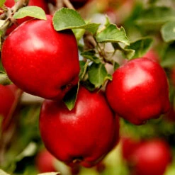 Apple Pollinator Pack -Plant Seed Store Red Delicious Apple 1