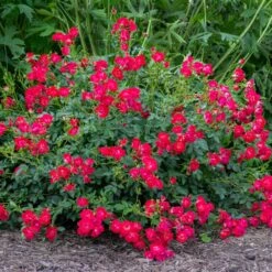 Red Drift® Rose -Plant Seed Store Red Drift Rose 1