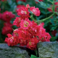 Red Drift® Rose -Plant Seed Store Red Drift Rose 3