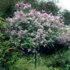 Red Pixie Lilac Tree 9 Red Pixie Lilac Tree -Plant Seed Store Red Pixie Lilac Tree 2