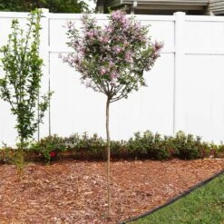 Red Pixie Lilac Tree 8 Red Pixie Lilac Tree -Plant Seed Store Red Pixie Lilac Tree 4 FGT