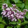 Red Pixie Lilac Tree -Plant Seed Store Red Pixie Lilac Tree FGT 600x6001 0334b269 e422 4d50 a710 7ee7bb547d84