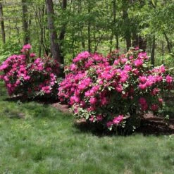 Red Rhododendron Shrub 9 Red Rhododendron Shrub -Plant Seed Store Red Rhododendron 1 FGT