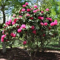 Red Rhododendron Shrub 10 Red Rhododendron Shrub -Plant Seed Store Red Rhododendron 3