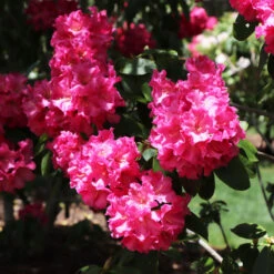 Red Rhododendron Shrub 11 Red Rhododendron Shrub -Plant Seed Store Red Rhododendron 4 FGT