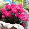Red Rhododendron Shrub -Plant Seed Store Red Rhododendron FGT 600x600 3a65a6f3 2b2f 42ff 9401 dd2ec7848eec