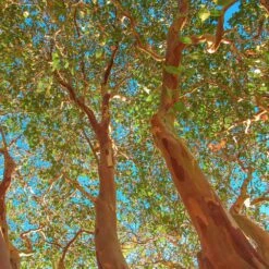 Red Rocket Crape Myrtle -Plant Seed Store Red Rocket Crape Myrtle