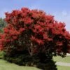Red Rocket Crape Myrtle -Plant Seed Store Red Rocket Crape Myrtle FGT 600x600 469bc91f a206 4709 a513 b9074db91eb3