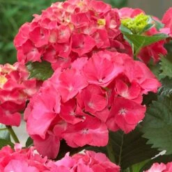 Red Sensation Hydrangea -Plant Seed Store Red Sensation Hydrangea 1 FGT