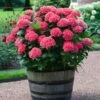 Red Sensation Hydrangea -Plant Seed Store Red Sensation Hydrangea FGT 600x600 1b68ee6d 2e74 42f5 860b bc24d927d110