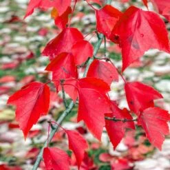Red Sunset® Maple Tree 9 Red Sunset® Maple Tree -Plant Seed Store Red Sunset Maple 2