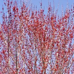 Red Sunset® Maple Tree 10 Red Sunset® Maple Tree -Plant Seed Store Red Sunset Maple 3