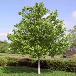 Red Sunset® Maple Tree 11 Red Sunset® Maple Tree -Plant Seed Store Red Sunset Maple 4