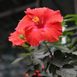 Red Tropical Hibiscus Tree -Plant Seed Store Red Tropical Hibiscus Tree 3 FGT