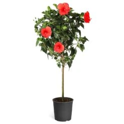 Red Tropical Hibiscus Tree -Plant Seed Store Red Tropical Hibiscus Tree 5