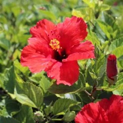 Red Tropical Hibiscus Tree -Plant Seed Store Red Tropical Hibiscus Tree 8 FGT