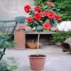 Red Tropical Hibiscus Tree -Plant Seed Store Red Tropical Hibiscus Tree FGT 600x600 c4fc64be b148 4657 b18c e15a65b10b0f