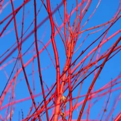 Red Twig Dogwood Shrub -Plant Seed Store Red Twig Dogwood 3 FGT