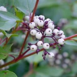 Red Twig Dogwood Shrub -Plant Seed Store Red Twig Dogwood 5