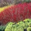 Red Twig Dogwood Shrub -Plant Seed Store Red Twig Dogwood FGT 600x600 ca95a0ad ea72 4089 9465 3db9ea060362