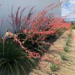 Red Yucca Plant -Plant Seed Store Red Yucca 1