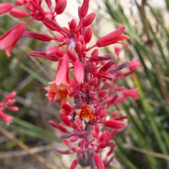 Red Yucca Plant -Plant Seed Store Red Yucca 5 FGT