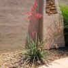 Red Yucca Plant -Plant Seed Store Red Yucca FGT 600x600 80b00be4 717d 4c3e ab0e afc2a46922ff