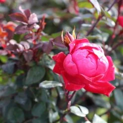 Double Knock Out® Rose 12 Double Knock Out® Rose -Plant Seed Store Red knockout rose 2