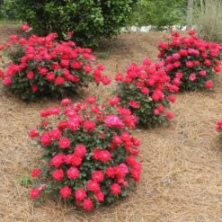 Double Knock Out® Rose 13 Double Knock Out® Rose -Plant Seed Store Red knockout rose 4
