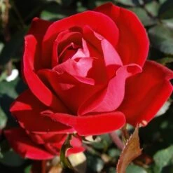 Double Knock Out® Rose 11 Double Knock Out® Rose -Plant Seed Store Red knockout rose 7 FGT