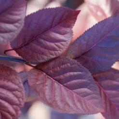 Purple Plunge Weeping Plum Tree -Plant Seed Store Redbud Purple Plunge 2 b8894708 2bb9 4f3e 8d30 7b3eeb931914