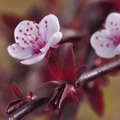 Purple Plunge Weeping Plum Tree -Plant Seed Store Redbud Purple Plunge 3 5eea9d07 1917 4a1d ac6e f43503cc05e4