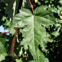 Redpointe® Maple 11 Redpointe® Maple -Plant Seed Store Redpointe Maple 2