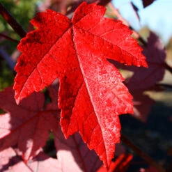 Redpointe® Maple 10 Redpointe® Maple -Plant Seed Store Redpointe Maple 4