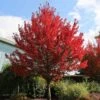 Redpointe® Maple -Plant Seed Store Redpointe Maple 600x600 2