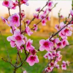Redskin Peach Tree -Plant Seed Store Redskin Peach Tree 3 8df8851c ef3e 4a16 b538 29f1adcb997c