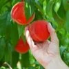 Redskin Peach Tree -Plant Seed Store Redskin Peach Tree FGT 600x600 3c7c3ae4 1db7 4170 96d5 babcc1411ea3